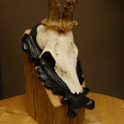 Rehgeweih Reh aktuelles Gewicht 335 g Gehörn Bock Rehgehörn Geweih Schild 609.89