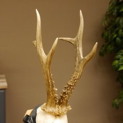 Rehgeweih Reh aktuelles Gewicht 335 g Gehörn Bock Rehgehörn Geweih Schild 609.89