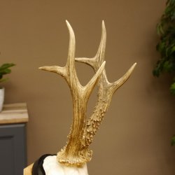 Rehgeweih Reh aktuelles Gewicht 335 g Gehörn Bock Rehgehörn Geweih Schild 609.89