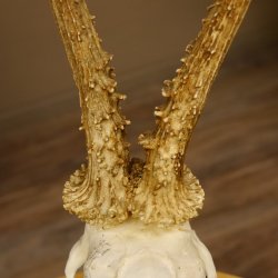 Rehgeweih Reh aktuelles Gewicht 335 g Gehörn Bock Rehgehörn Geweih Schild 609.89