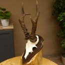 Rehgeweih Reh aktuelles Gewicht 340 g Gehörn Bock...