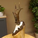 Rehgeweih Reh aktuelles Gewicht 340 g Gehörn Bock Rehgehörn Geweih Schild 609.90