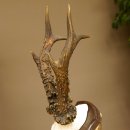 Rehgeweih Reh aktuelles Gewicht 340 g Gehörn Bock Rehgehörn Geweih Schild 609.90