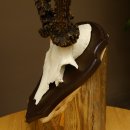 Rehgeweih Reh aktuelles Gewicht 340 g Gehörn Bock Rehgehörn Geweih Schild 609.90