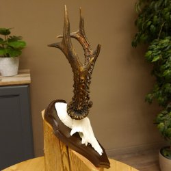 Rehgeweih Reh aktuelles Gewicht 340 g Gehörn Bock Rehgehörn Geweih Schild 609.90