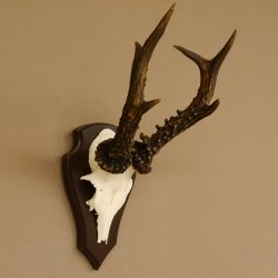 Rehgeweih Reh aktuelles Gewicht 340 g Gehörn Bock Rehgehörn Geweih Schild 609.90