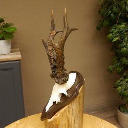 Rehgeweih Reh aktuelles Gewicht 340 g Gehörn Bock Rehgehörn Geweih Schild 609.90