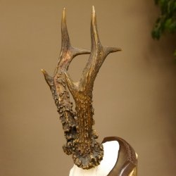 Rehgeweih Reh aktuelles Gewicht 340 g Gehörn Bock Rehgehörn Geweih Schild 609.90