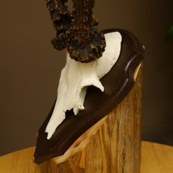 Rehgeweih Reh aktuelles Gewicht 340 g Gehörn Bock Rehgehörn Geweih Schild 609.90