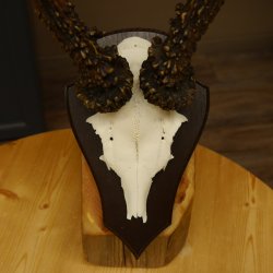 Rehgeweih Reh aktuelles Gewicht 340 g Gehörn Bock Rehgehörn Geweih Schild 609.90