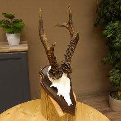 Rehgeweih Reh aktuelles Gewicht 340 g Gehörn Bock Rehgehörn Geweih Schild 609.90