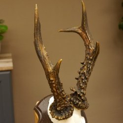 Rehgeweih Reh aktuelles Gewicht 340 g Gehörn Bock Rehgehörn Geweih Schild 609.90