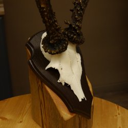 Rehgeweih Reh aktuelles Gewicht 340 g Gehörn Bock Rehgehörn Geweih Schild 609.90