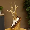 Rehgeweih Reh aktuelles Gewicht 345 g Gehörn Bock...