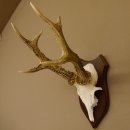 Rehgeweih Reh aktuelles Gewicht 345 g Gehörn Bock...