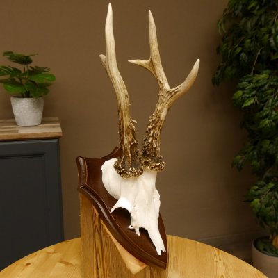 Rehgeweih Reh aktuelles Gewicht 345 g Gehörn Bock Rehgehörn Geweih Schild 609.92