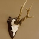 Rehgeweih Reh aktuelles Gewicht 345 g Gehörn Bock...
