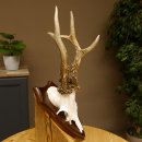 Rehgeweih Reh aktuelles Gewicht 345 g Gehörn Bock Rehgehörn Geweih Schild 609.92