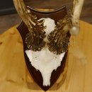 Rehgeweih Reh aktuelles Gewicht 345 g Gehörn Bock Rehgehörn Geweih Schild 609.92