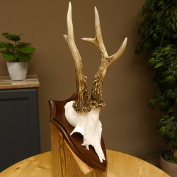 Rehgeweih Reh aktuelles Gewicht 345 g Gehörn Bock Rehgehörn Geweih Schild 609.92