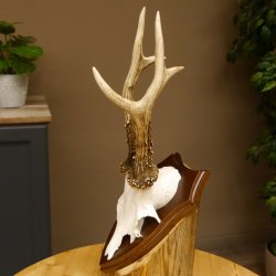 Rehgeweih Reh aktuelles Gewicht 345 g Gehörn Bock Rehgehörn Geweih Schild 609.92