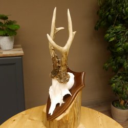 Rehgeweih Reh aktuelles Gewicht 345 g Gehörn Bock Rehgehörn Geweih Schild 609.92