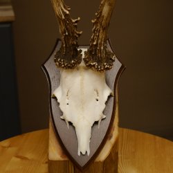 Rehgeweih Reh aktuelles Gewicht 345 g Gehörn Bock Rehgehörn Geweih Schild 609.92