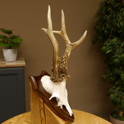 Rehgeweih Reh aktuelles Gewicht 345 g Gehörn Bock Rehgehörn Geweih Schild 609.92