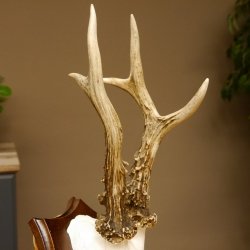 Rehgeweih Reh aktuelles Gewicht 345 g Gehörn Bock Rehgehörn Geweih Schild 609.92