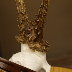 Rehgeweih Reh aktuelles Gewicht 345 g Gehörn Bock Rehgehörn Geweih Schild 609.92