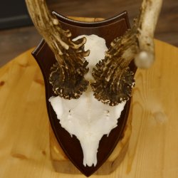 Rehgeweih Reh aktuelles Gewicht 345 g Gehörn Bock Rehgehörn Geweih Schild 609.92