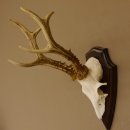 Rehgeweih Reh aktuelles Gewicht 360 g Gehörn Bock...