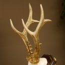 Rehgeweih Reh aktuelles Gewicht 360 g Gehörn Bock Rehgehörn Geweih Schild 609.93