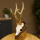 Rehgeweih Reh aktuelles Gewicht 360 g Gehörn Bock Rehgehörn Geweih Schild 609.93