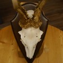 Rehgeweih Reh aktuelles Gewicht 360 g Gehörn Bock Rehgehörn Geweih Schild 609.93