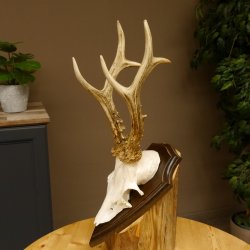 Rehgeweih Reh aktuelles Gewicht 360 g Gehörn Bock Rehgehörn Geweih Schild 609.93