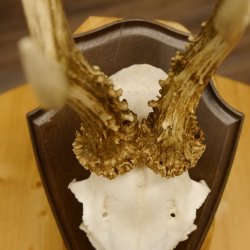 Rehgeweih Reh aktuelles Gewicht 360 g Gehörn Bock Rehgehörn Geweih Schild 609.93