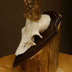 Rehgeweih Reh aktuelles Gewicht 360 g Gehörn Bock Rehgehörn Geweih Schild 609.93