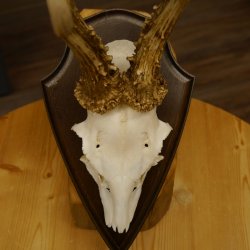 Rehgeweih Reh aktuelles Gewicht 360 g Gehörn Bock Rehgehörn Geweih Schild 609.93