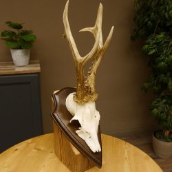 Rehgeweih Reh aktuelles Gewicht 360 g Gehörn Bock Rehgehörn Geweih Schild 609.93