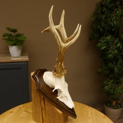 Rehgeweih Reh aktuelles Gewicht 360 g Gehörn Bock Rehgehörn Geweih Schild 609.93