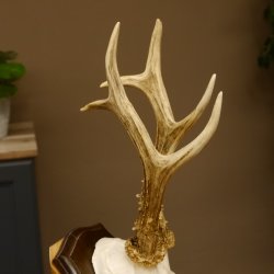 Rehgeweih Reh aktuelles Gewicht 360 g Gehörn Bock Rehgehörn Geweih Schild 609.93