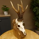 Rehgeweih Reh aktuelles Gewicht 380 g Deko Medaille...