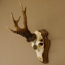 Rehgeweih Reh aktuelles Gewicht 380 g Deko Medaille...