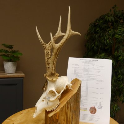 Rehgeweih Medaillenklasse Bronze 455 g CIC 105,63 IP HL bis 28 cm kapitaler Bock Reh Geweih Gehörn