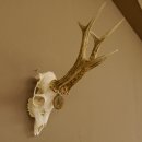 Rehgeweih Medaillenklasse Bronze 455 g CIC 105,63 IP HL bis 28 cm kapitaler Bock Reh Geweih Gehörn