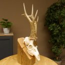 Rehgeweih Medaillenklasse Bronze 455 g CIC 105,63 IP HL bis 28 cm kapitaler Bock Reh Geweih Gehörn