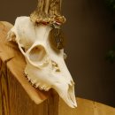 Rehgeweih Medaillenklasse Bronze 455 g CIC 105,63 IP HL bis 28 cm kapitaler Bock Reh Geweih Gehörn