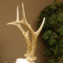 Rehgeweih Medaillenklasse Bronze 455 g CIC 105,63 IP HL bis 28 cm kapitaler Bock Reh Geweih Gehörn