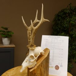 Rehgeweih Medaillenklasse Bronze 455 g CIC 105,63 IP HL bis 28 cm kapitaler Bock Reh Geweih Gehörn